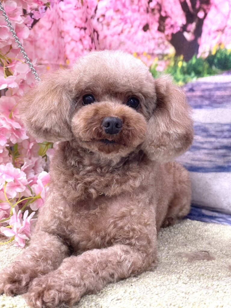 <!--里親募集8-->里親が決まりました