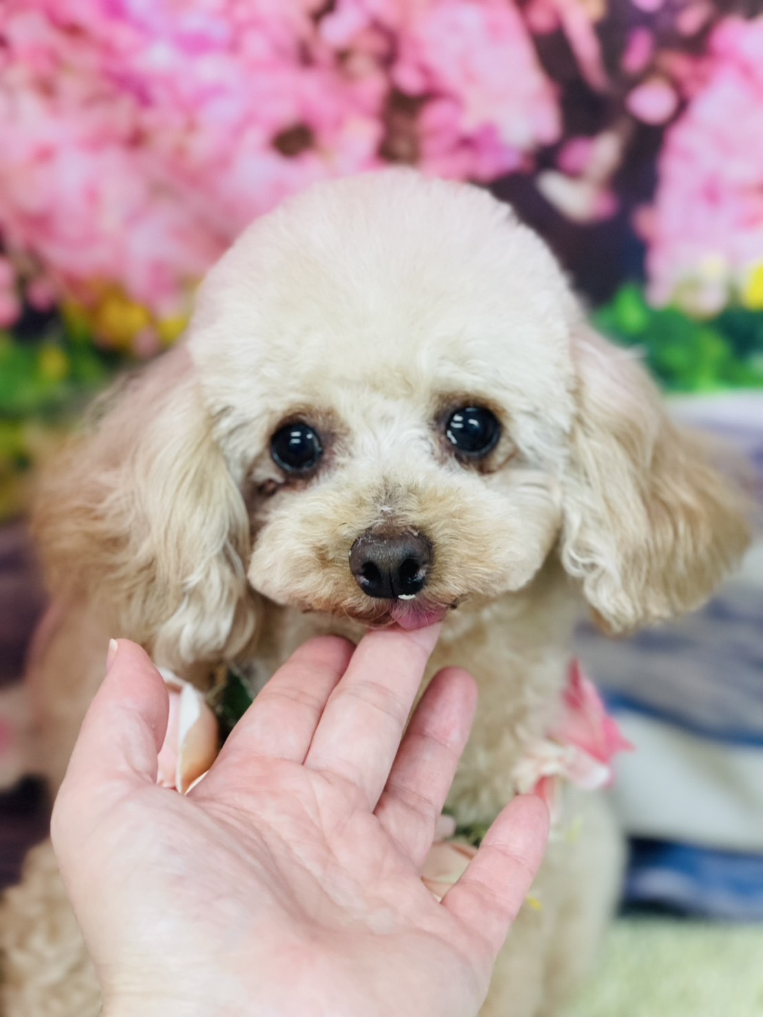 <!--里親募集7-->里親が決まりました