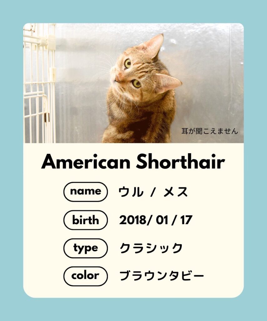 里親募集