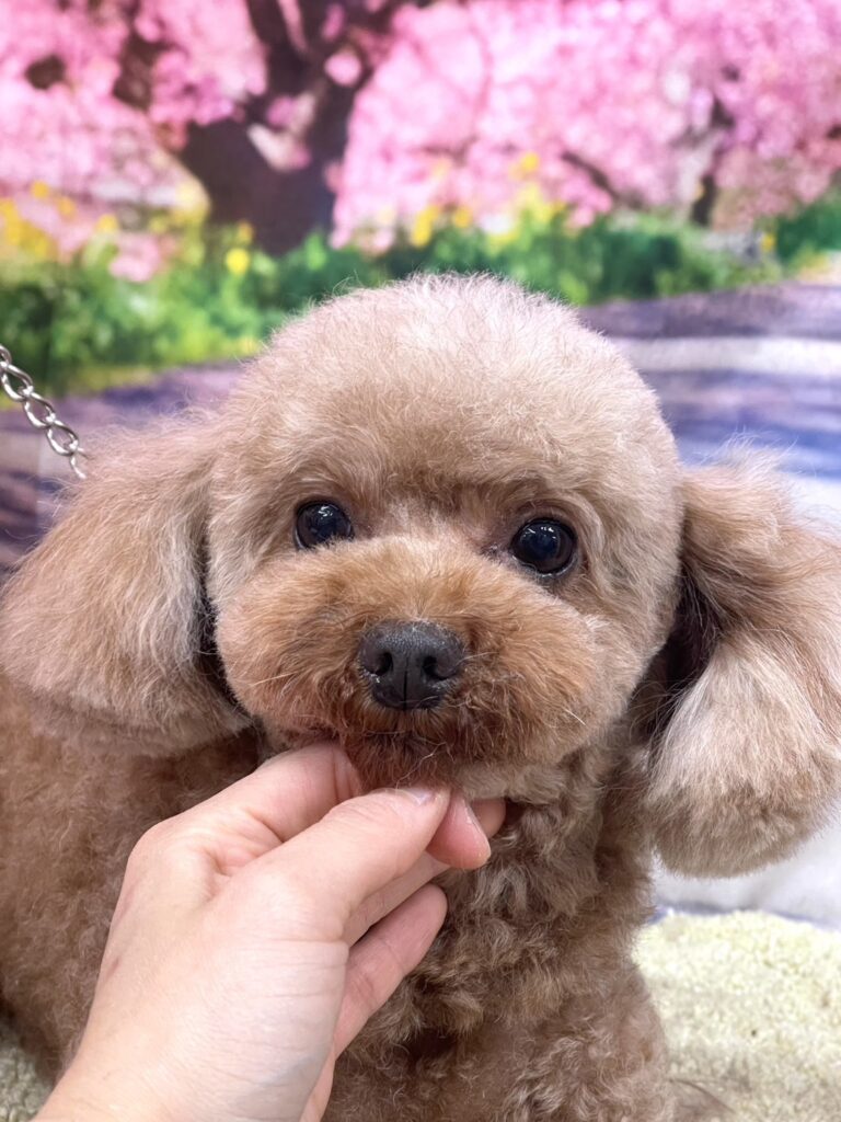<!--里親募集8-->里親が決まりました