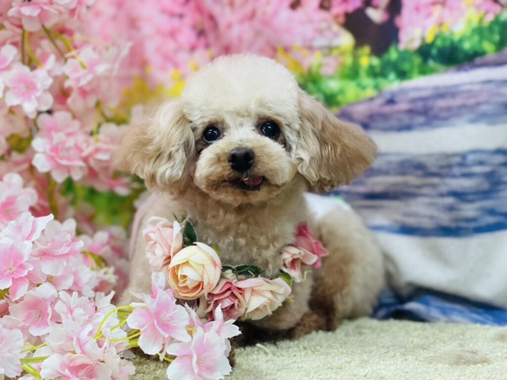 <!--里親募集7-->里親が決まりました