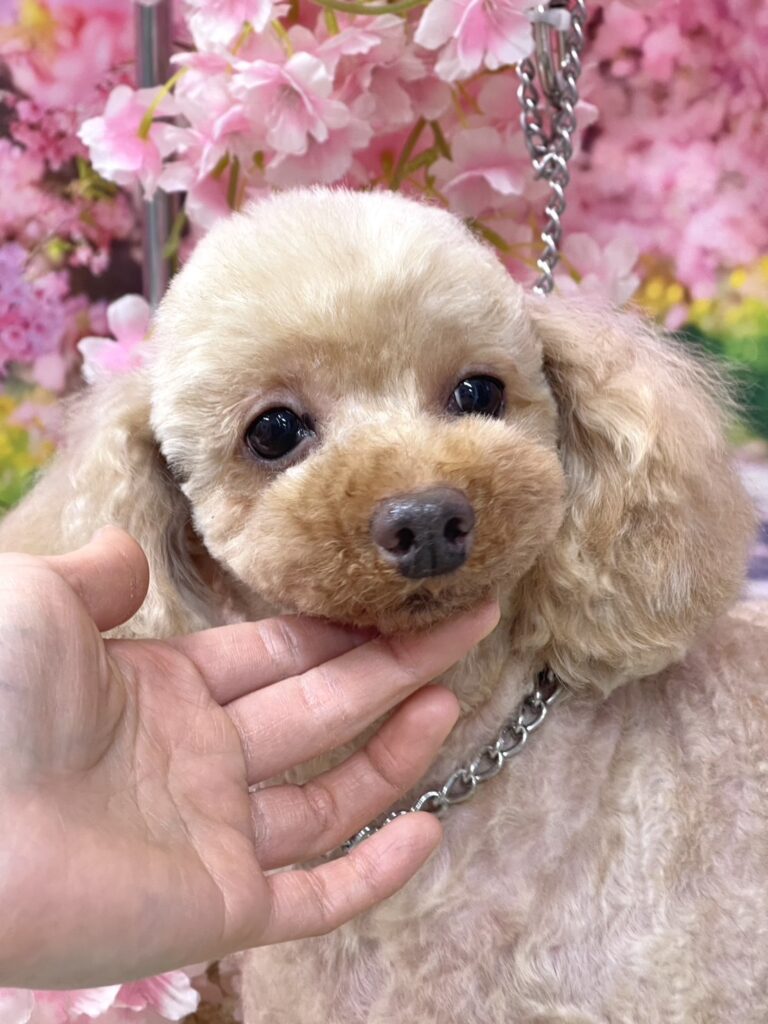 里親募集6